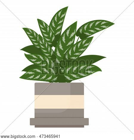 Aglaonema In A Flower Pot. A Houseplant In A Gray-beige Clay Pot.