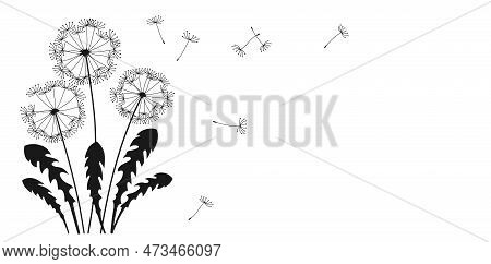 Dandelion Flying Seeds Ink Silhouette Banner. Abstract Flowers Dandelions Blossom Black Figure Shape