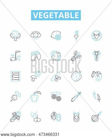 Vegetable Vector Line Icons Set. Peas, Carrots, Celery, Potato, Broccoli, Radish, Celeriac Illustrat
