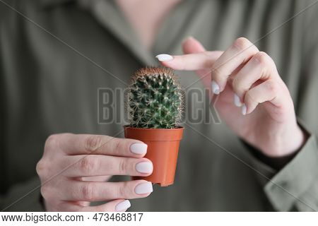 Woman Touches Green Spiked Cactus With Index Finger. Green Plant With Spines Grows In Small Brown Po