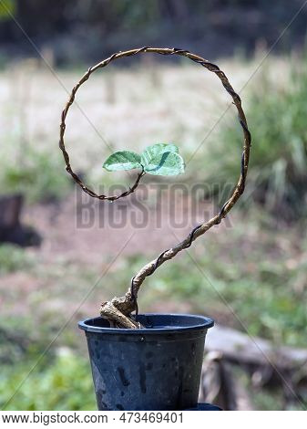 Ficus Sp Or Premna Start To Make Bonsai In Question Mark Concept