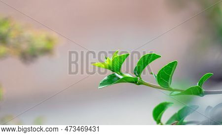 Close-up Of The Tip Of The Branch With Green Leaf