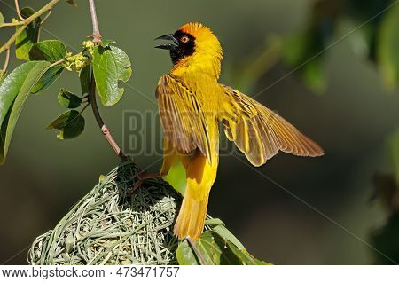 A Male Lesser Masked Weaver (ploceus Intermedius) Sitting On Its Nest, South Africa