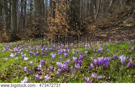 The Colors Of The Spring: Flowering Of Crocus Vernus In The Forest Of Monte Nerone, Marche Region, I