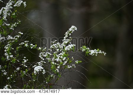 Thunbergii Eadowsweet ( Spiraea Thunbergii ) Flowers. Rosaceae Deciduous Shrub. From March To May, S