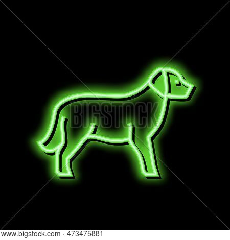 Golden Retriever Dog Neon Light Sign Vector. Golden Retriever Dog Illustration
