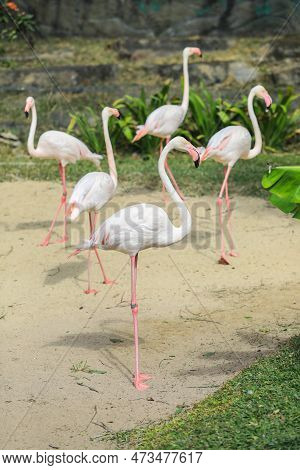 Greater Flamingos With Pink And Reddish Feathers Color In The Green Cost Of The Pond, Thailand