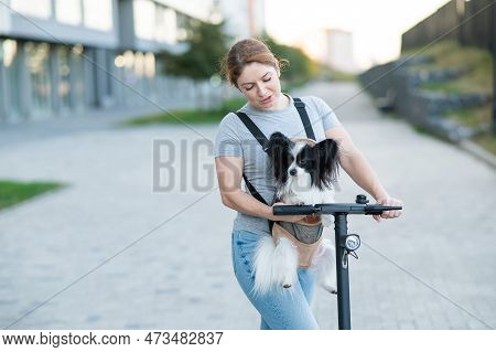 A Woman Rides An Electric Scooter With A Dog In A Backpack. Pappilion Spaniel Continental In A Sling