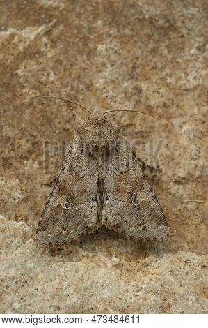 Detailed Closeup On A Rustic Shoulder-knot Or Bordered Apamea Sordens Owlet Moth