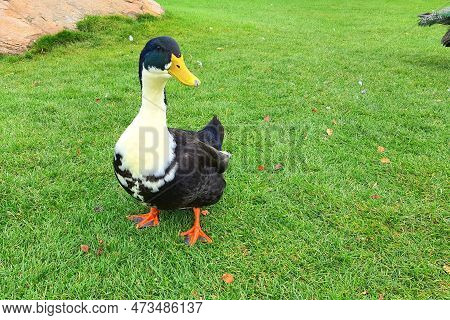 Large Beautiful Duck Is Walking On Green Lawn. Poultry, Farm In Village. Big Waterfowl Birds, Duck M