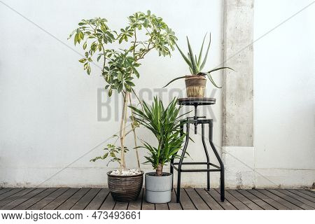 Set Of Decorative Indoor Plants With Aloe On A Stool, Schefflera In Brown Pot And Brazilwood On Wood