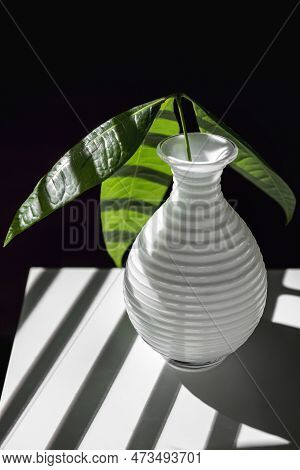Image Of Pachira Aquatica Cuttings In A Small White Vase On A White Shelf