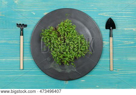 Micro-greenery In A Pot On A Black Plate And Miniature Gardening Tools. Top View On A Blue Wooden Ba