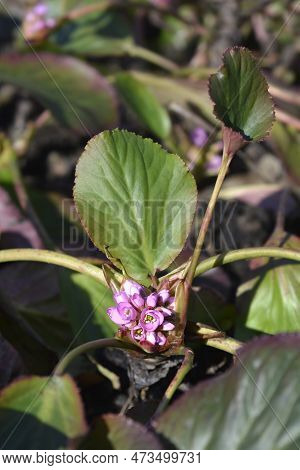 Elephants Ears Flowers And Leaves In The Spring
