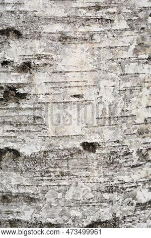 Pubescent Birch Tree White And Black Bark Detail