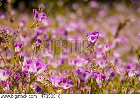 Field Of Purple Clarkia Bloom In Summer In Yosemite National Park
