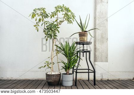 Set Of Decorative Indoor Plants With Aloe On A Stool, Schefflera In Brown Pot And Brazilwood On Wood