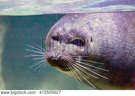 The Head Of The Baikal Seal (latin Pusa Sibirica) With A Beautiful White Mustache On A Dark Backgrou
