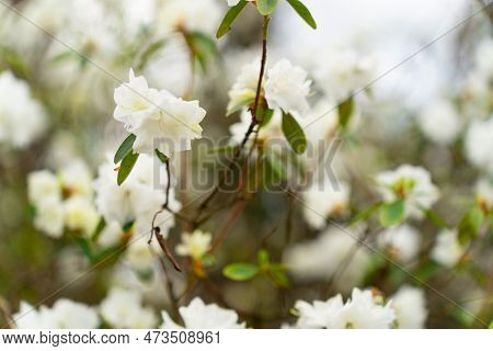 Close-up Of White Rhododendron April Snow Flowers
