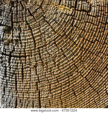 Holz Querschnitt Textur.