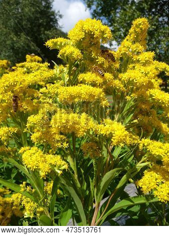 There Are Blossoms From A Goldenrod With Bees.