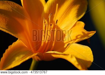 A Close Up From A Nice Firelily.