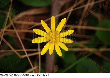 There Are Blooming The First Field Gagea In The Spring.