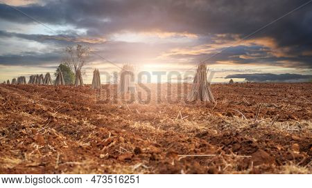 Landscape Cassava Farm. Manioc Or Tapioca Plant Field. Bundle Of Cassava Trees In Cassava Farm. Plow