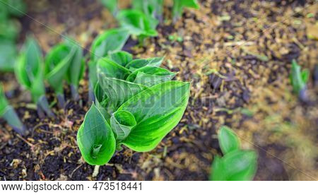 View From Above Of Fresh Leaves Of Gentiana Lutea Also Known As Yellow Bitterwort - Spring Garden Pa