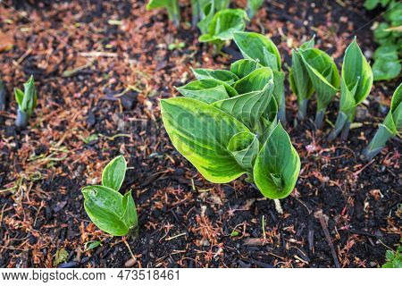 View From Above Of Fresh Leaves Of Gentiana Lutea Also Known As Yellow Bitterwort - Spring Garden Pa