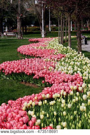 Thousands Of Bright Pink And White Tulips In Full Bloom Planted In The Form Of A Wave In Goztepe Par