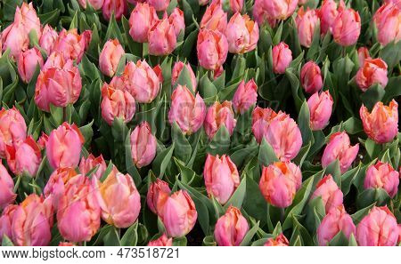 Field Of Bright Pink Tulips Close Up At Goztepe Park During The Annual Tulip Festival In Istanbul, T