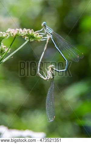 Close-up Of Two Feather Dragonflies Platycnemis Pennipes Mating, Forming A Heart With Their Bodies, 