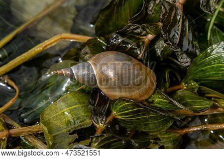 Lymnaea - Great Pond Snail Lymnaea Stagnalis, Air-breathing Freshwater Snail, An Aquatic Pulmonate G