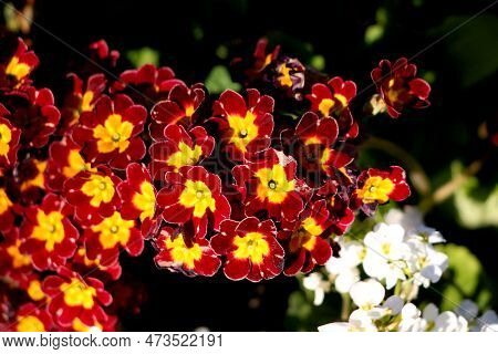 Bicolor Primrose Or Primula Perennial Flowering Plants With Dark Red And Bright Yellow Bunch Of Smal