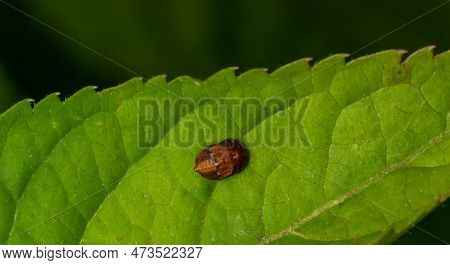 A Macro Image Of A Yellow 22 Spot Ladybird - Psyllobora Vigintiduopunctata Which Are Tiny Lady Beetl