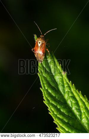 Close-up Photograph Under Artificial Light Of A Specimen Of The Dark-skinned Bug Lygus Lineolaris St