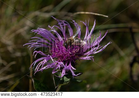 Brown Cornflower Centaurea Jacea And A Bee Sitting On A Flower On A Summer Day.