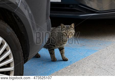 Cat. Stray Cat Passing Between Parked Cars In The Street Of Madrid. In Spain. Cat Looking At The Cam