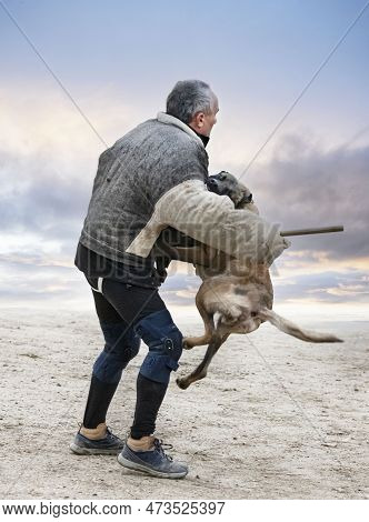 Young Belgian Shepherd Training In The Nature For Security