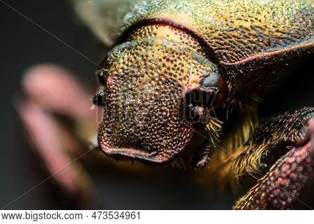 Close-up Portrait Cetonia Aurata (cetoniinae, Scarabaeidae), Macro Photography In The Wild