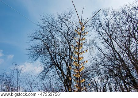 Chimonanthus Salicifolius Is Blooming In Early Spring. Also Known As Chimonanthus Fragrans, Fragrant