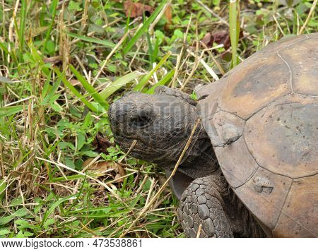 Gopher Tortoise In The Boyd Hill Nature Preserve In Florida