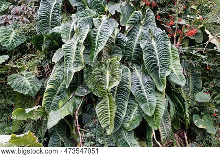 Beautiful Mature And Large Leaves Of Anthurium Veitchii, Also Known As King Anthuriums