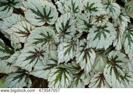 Close Up Of A Beautiful Green And Silver Leaf Pattern Of Rex Begonia