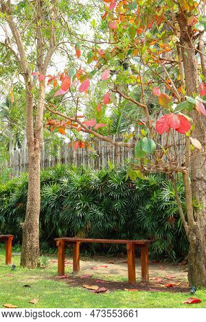 Wooden Bench Under The Tropical Almond Trees