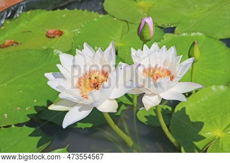 Pair Of Gorgeous White Water Lily Blossoming In The Sunlight