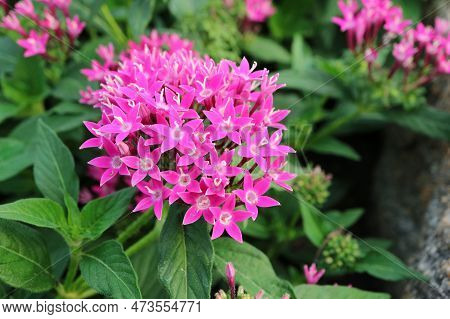 Closeup Of Gorgeous Pink Egyptian Starcluster Flowers Blossoming In The Garden
