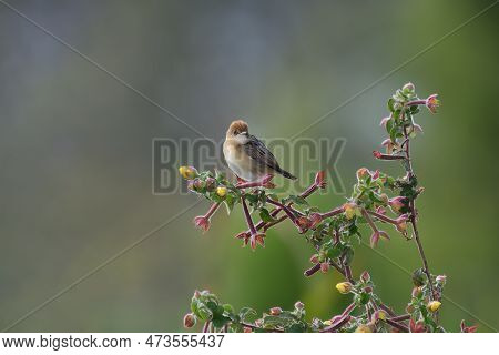 An Australian Breeding, Male Golden-headed Cisticola -cisticola Exilis- Bird Perched On A Colourful 