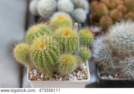 Close-up Of Parodia Cactus (eriocactus), A Clumping Succulent Plant With Cylindrical-shaped And Yell